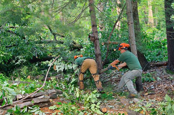 Best Arborist Services Near Me  in Carbondale, IL